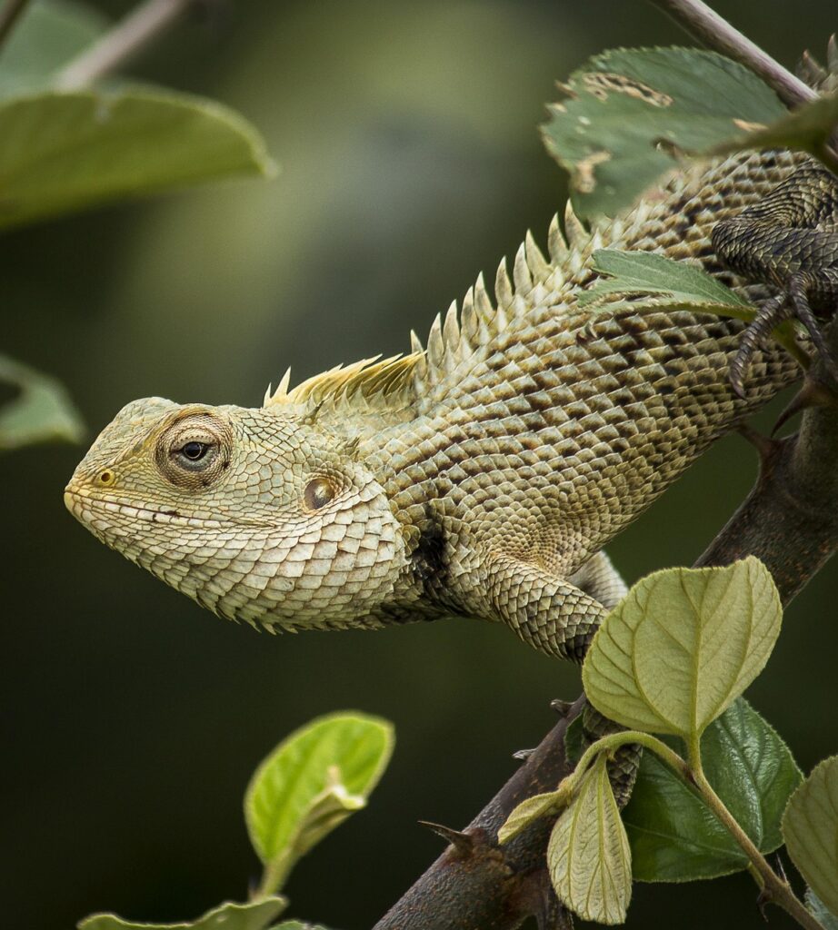 oriental garden lizard, lizard, animal, reptile, wild, wildlife, fauna, nature, closeup