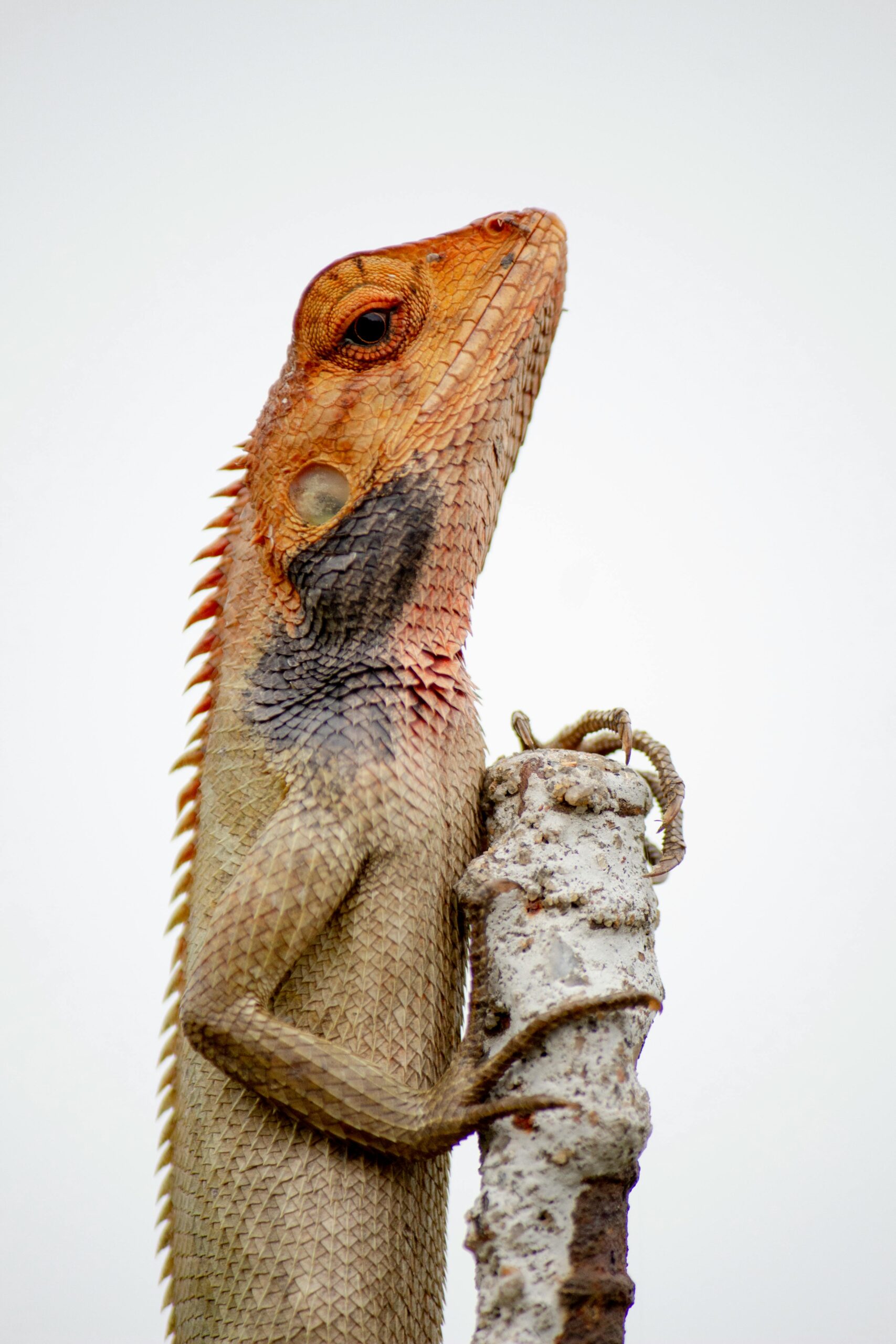 Detailed shot of a bearded dragon lizard with colorful scales and spikes perching on a branch.