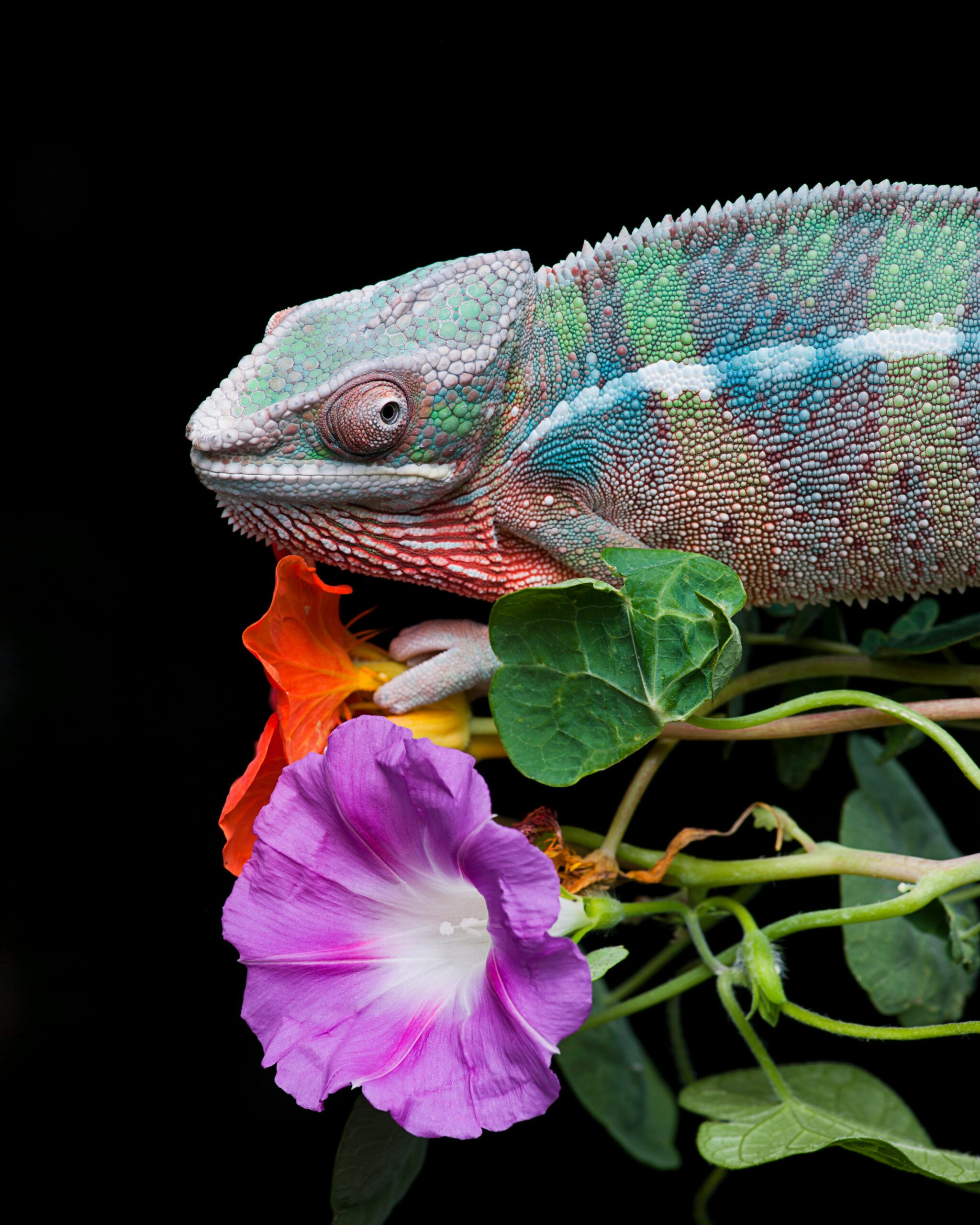Panther chameleon perched on vibrant morning glory flowers against a black background.
